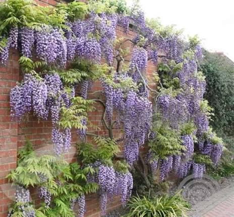 Blauwe regen stekjes - Creëer een bloeiende gevel!, Tuin en Terras, Planten | Tuinplanten, Ophalen, Volle zon, Vaste plant, Klimplanten