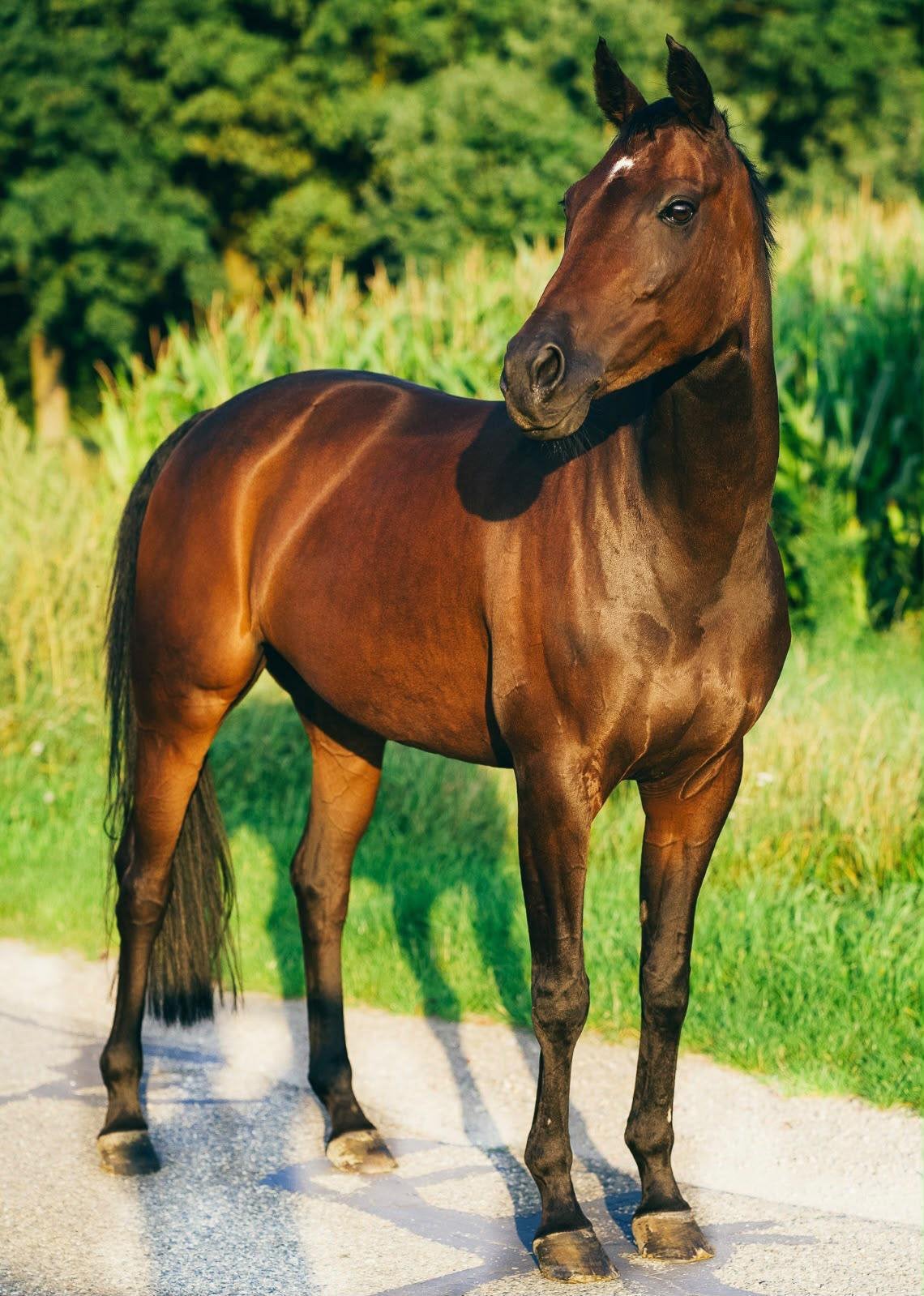 E pony, Merrie, Minder dan 160 cm, Recreatiepaard, 11 jaar of ouder
