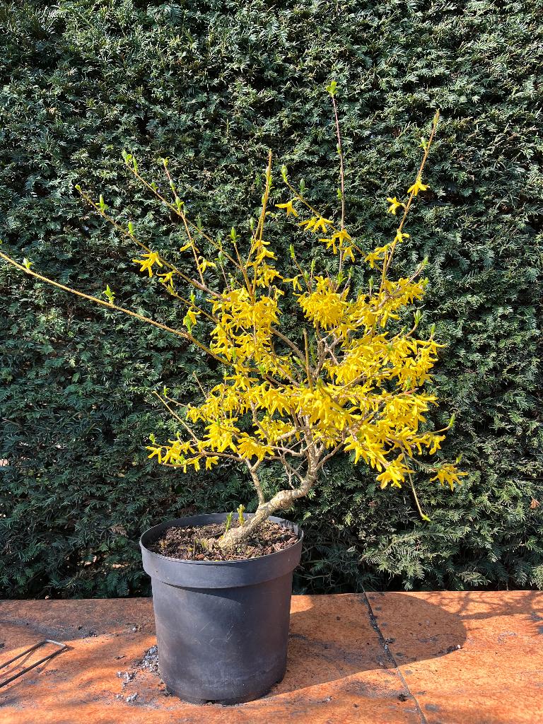 Bonsai forsythia, In pot, Halfschaduw, Lente, Minder dan 100 cm