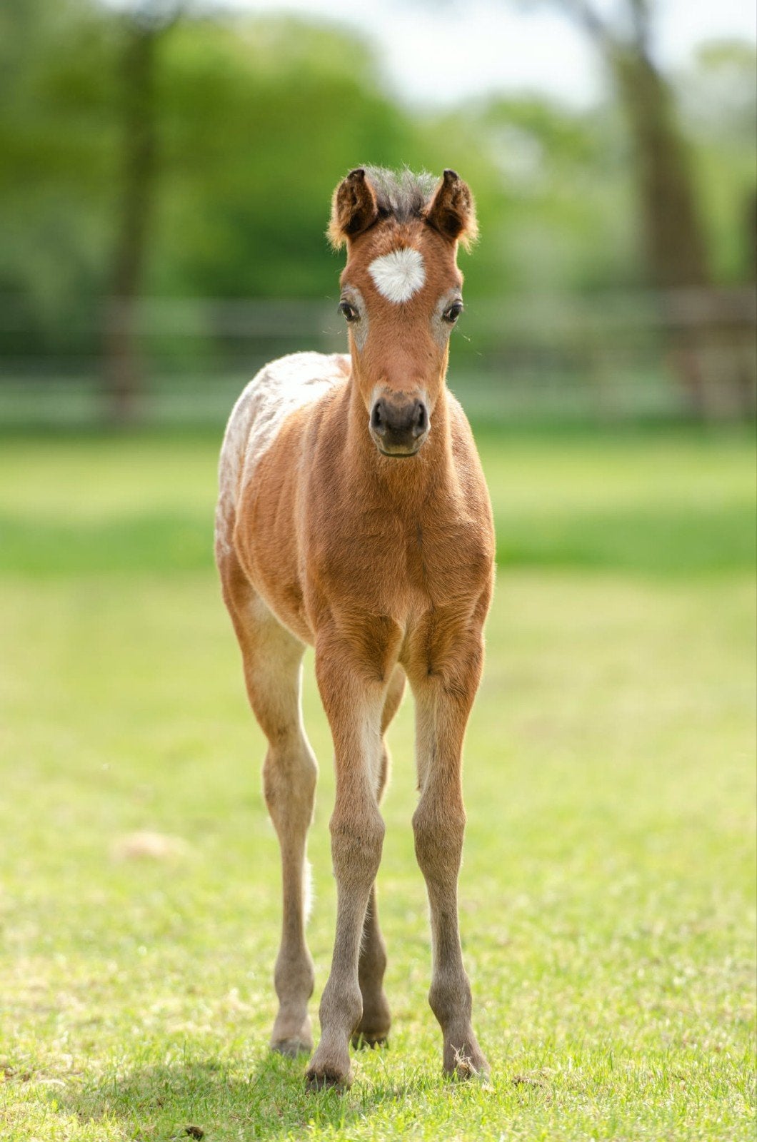Super brave, knappe, 1 en 2 jarige kinderpony te koop, Dieren en Toebehoren, Pony's, Merrie, Met stamboom, 0 tot 2 jaar