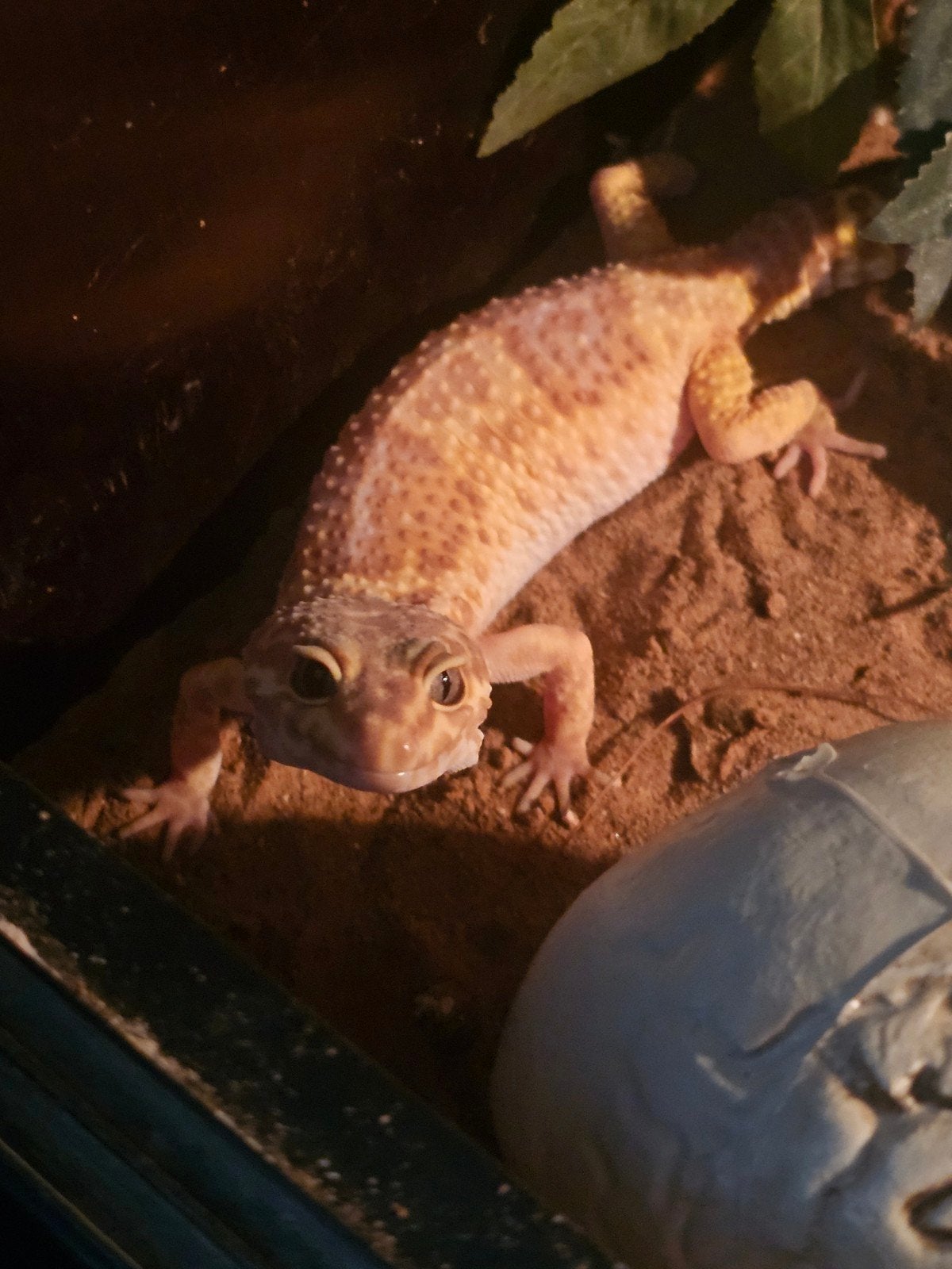 Luipaardgekko incl terrarium Leopard Gecko photo 4