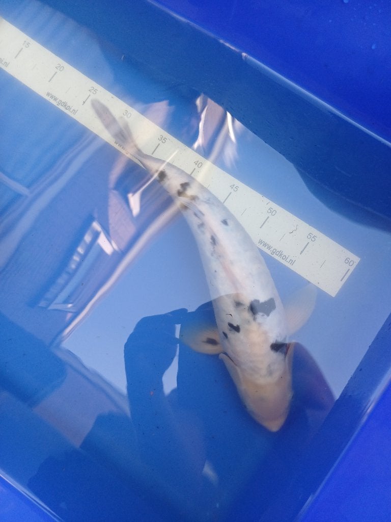 Koi, Karper of Koi
