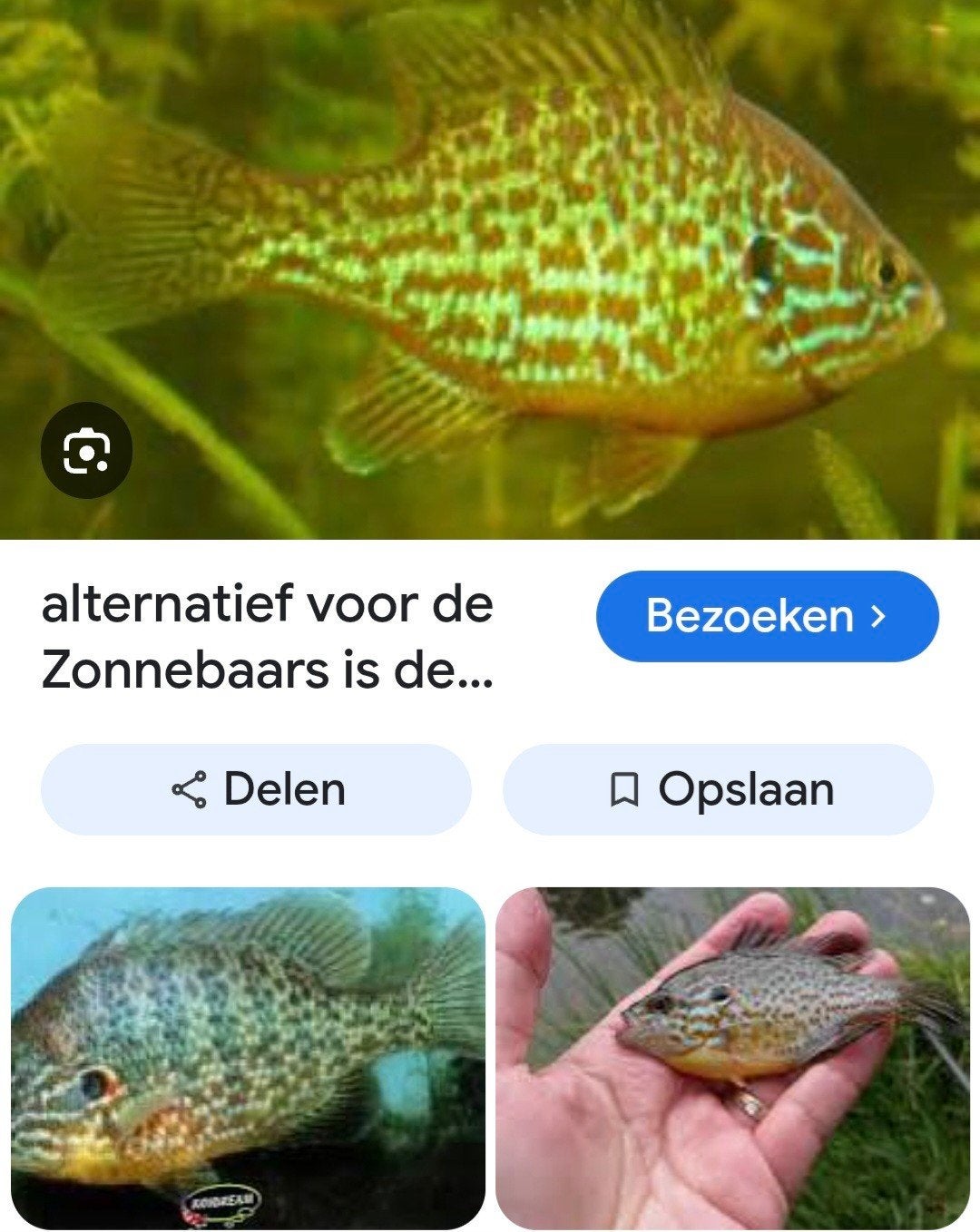 gezocht diamant baars, Dieren en Toebehoren, Vissen | Vijvervissen, Overige soorten