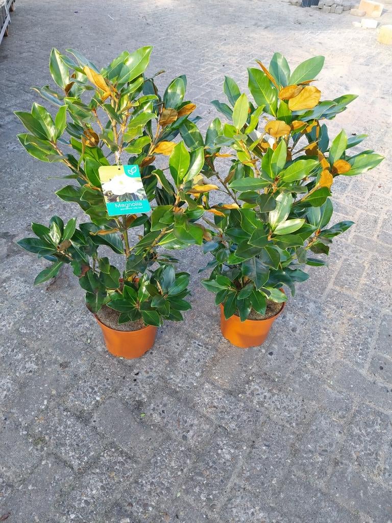 Bladhoudende Magnolia Grandiflora - Groenblijvende Pracht, Ophalen, Overige soorten, Halfschaduw