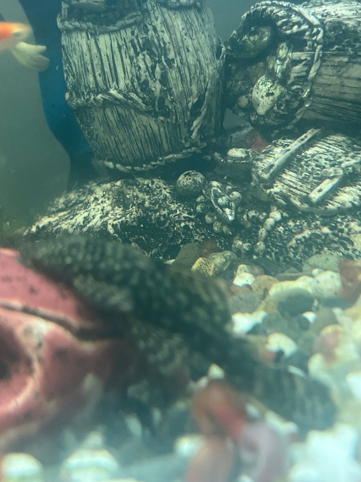 Anticitrus jongen rond de 3cm tekoop, Dieren en Toebehoren