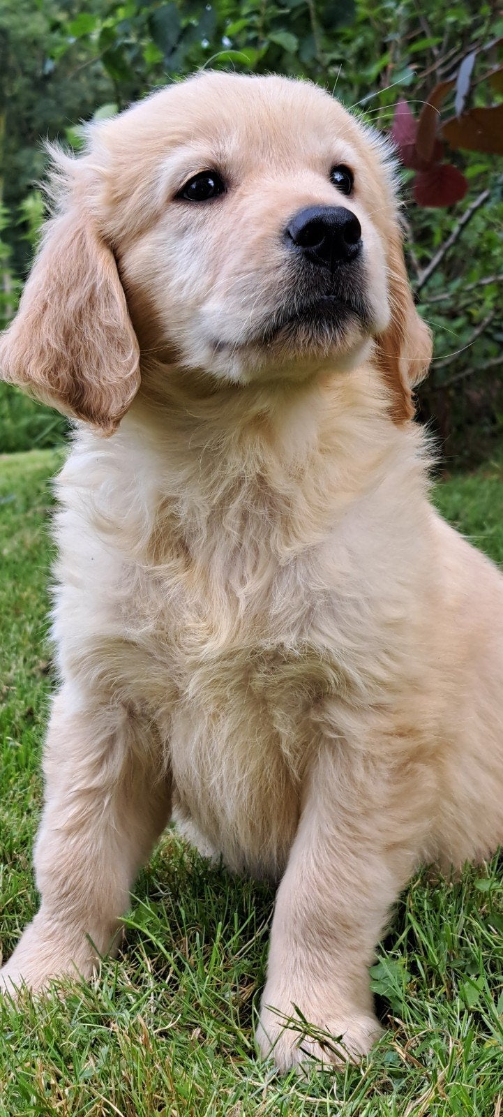 Lieve Golden Retriever kruising Labrador puppy's, Golden retriever, Nederland, Parvo, 8 tot 15 weken