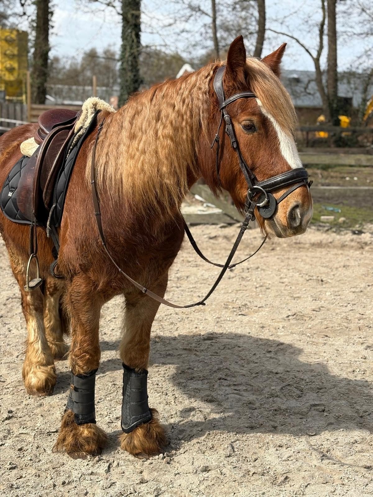 Verzorgpaarden aangeboden, Ophalen