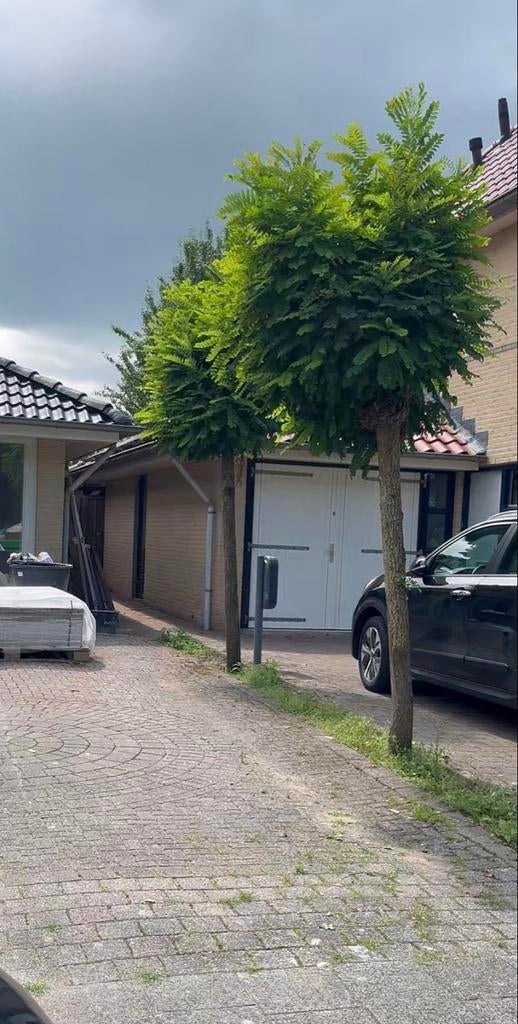 GRATIS 2 Bolacacia bomen GRATIS MEENEMEN, 250 tot 400 cm, Zomer, Ophalen, Volle zon