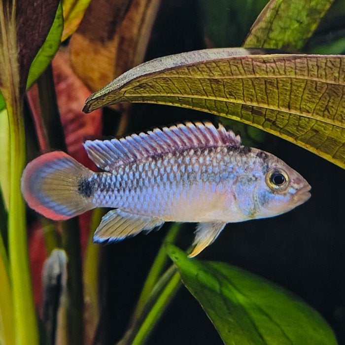 Apistogramma nijsseni, Vis