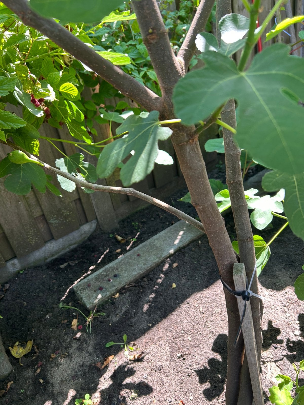 Vijgen boom, Ophalen, Volle zon, Vaste plant, Fruitplanten