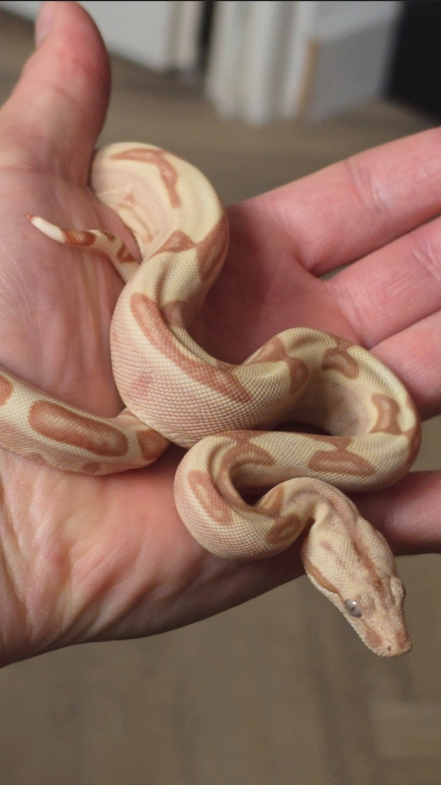Boa Constrictor boa Morphs Vpi Super Hypo Crysal Fire Aztec Boa Constrictor photo 9