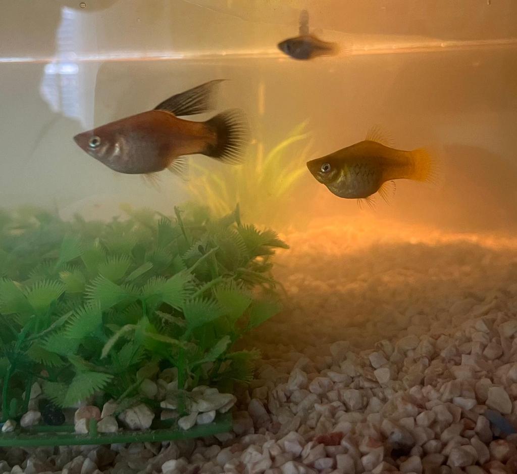 Platy vissen te koop, Dieren en Toebehoren, Vissen | Aquariumvissen, Vis, Zoetwatervis