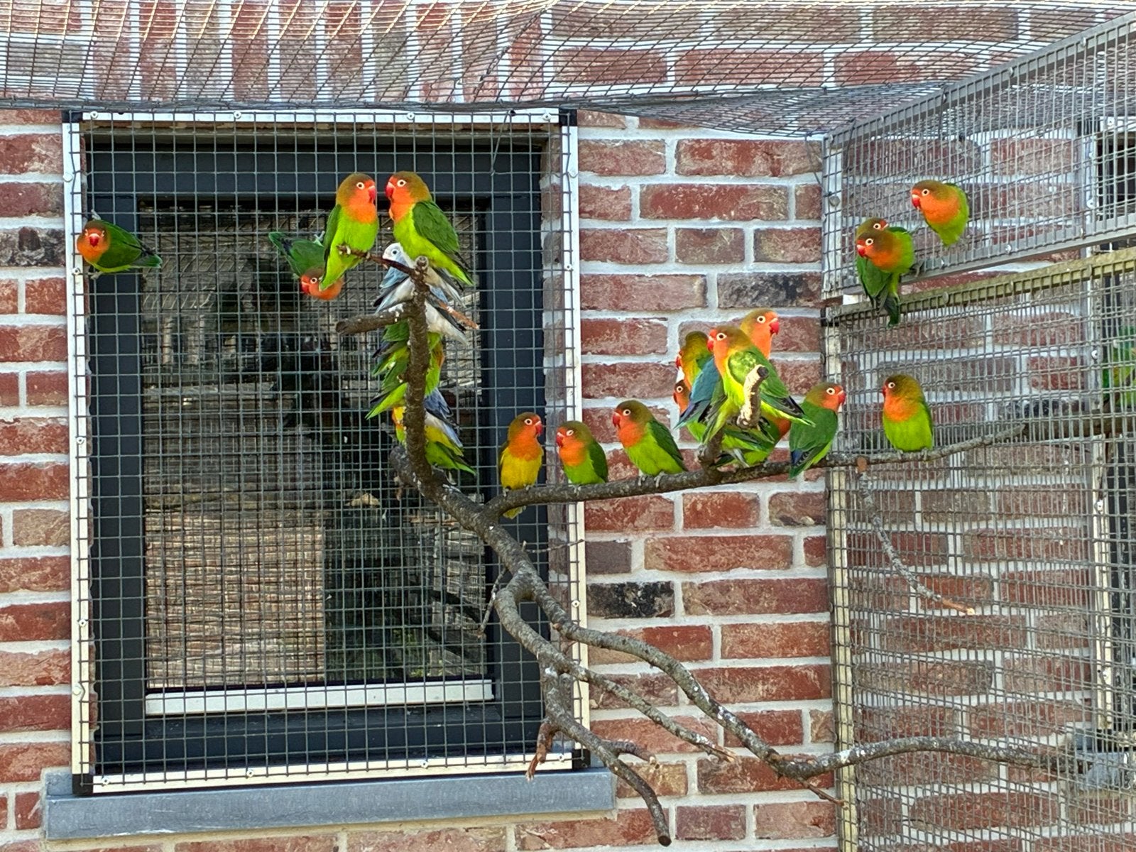 Agapornis Fischeri’s te koop. In wildkleur en blauw, Meerdere dieren, Dwergpapegaai of Agapornis, Geringd