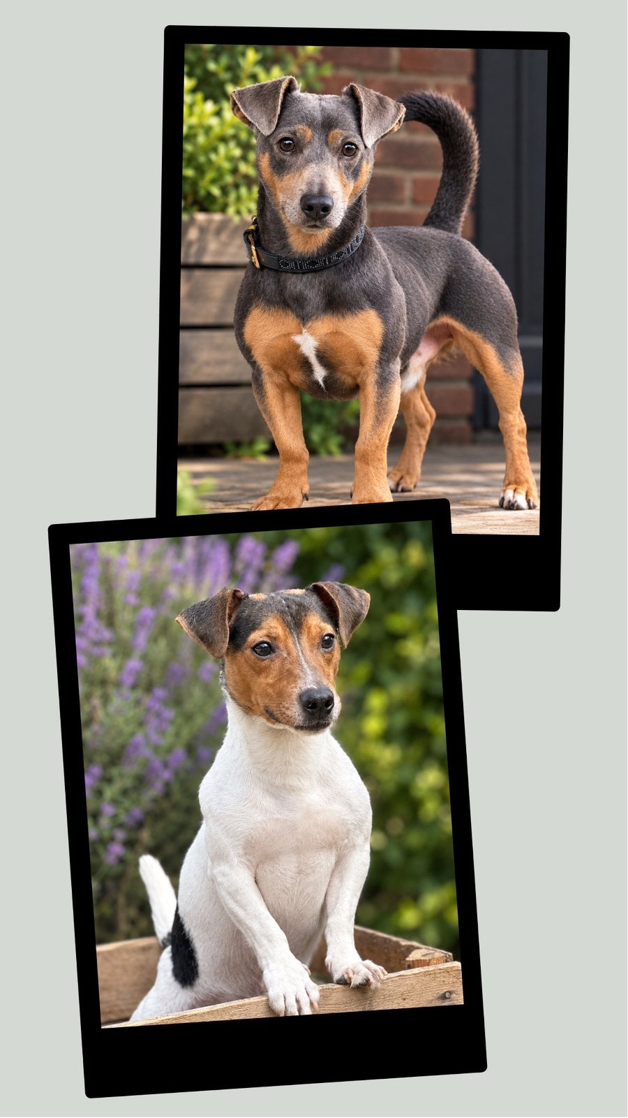 Ervaren Bleu and Tan & merle Jack Russells ter dekking, Reu, 1 tot 2 jaar, Eén hond, CDV (hondenziekte)