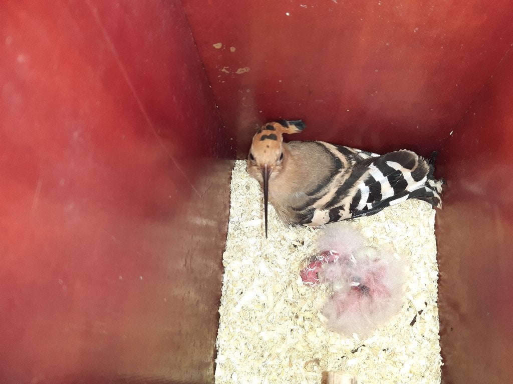 Ruilen graag hop, Vrouwelijk, Tropenvogel, Geringd