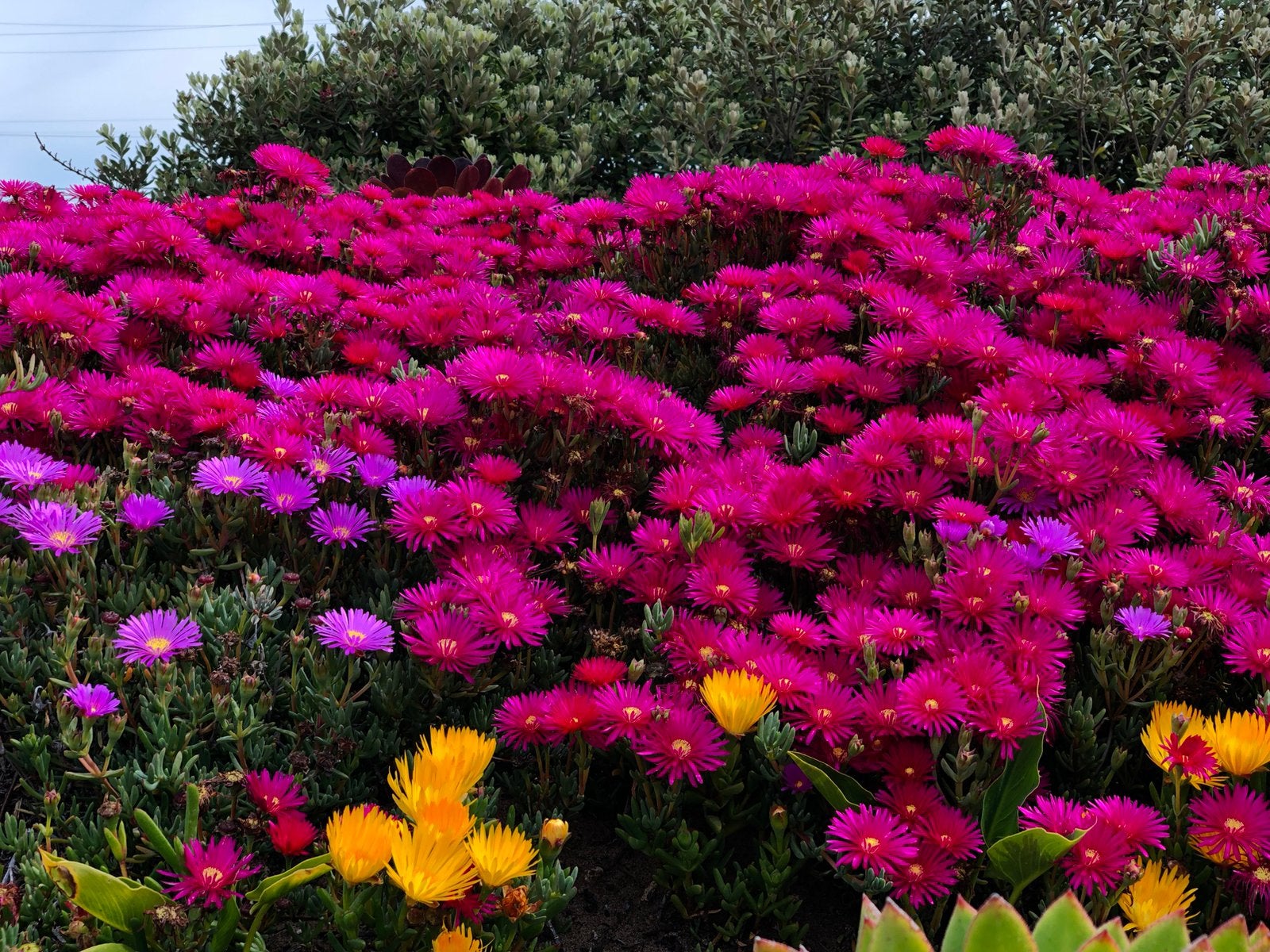 Vrolijke Bodembedekker: IJsplanten in Diverse Kleuren, Bodembedekkers, Volle zon, Vaste plant, Ophalen of Verzenden