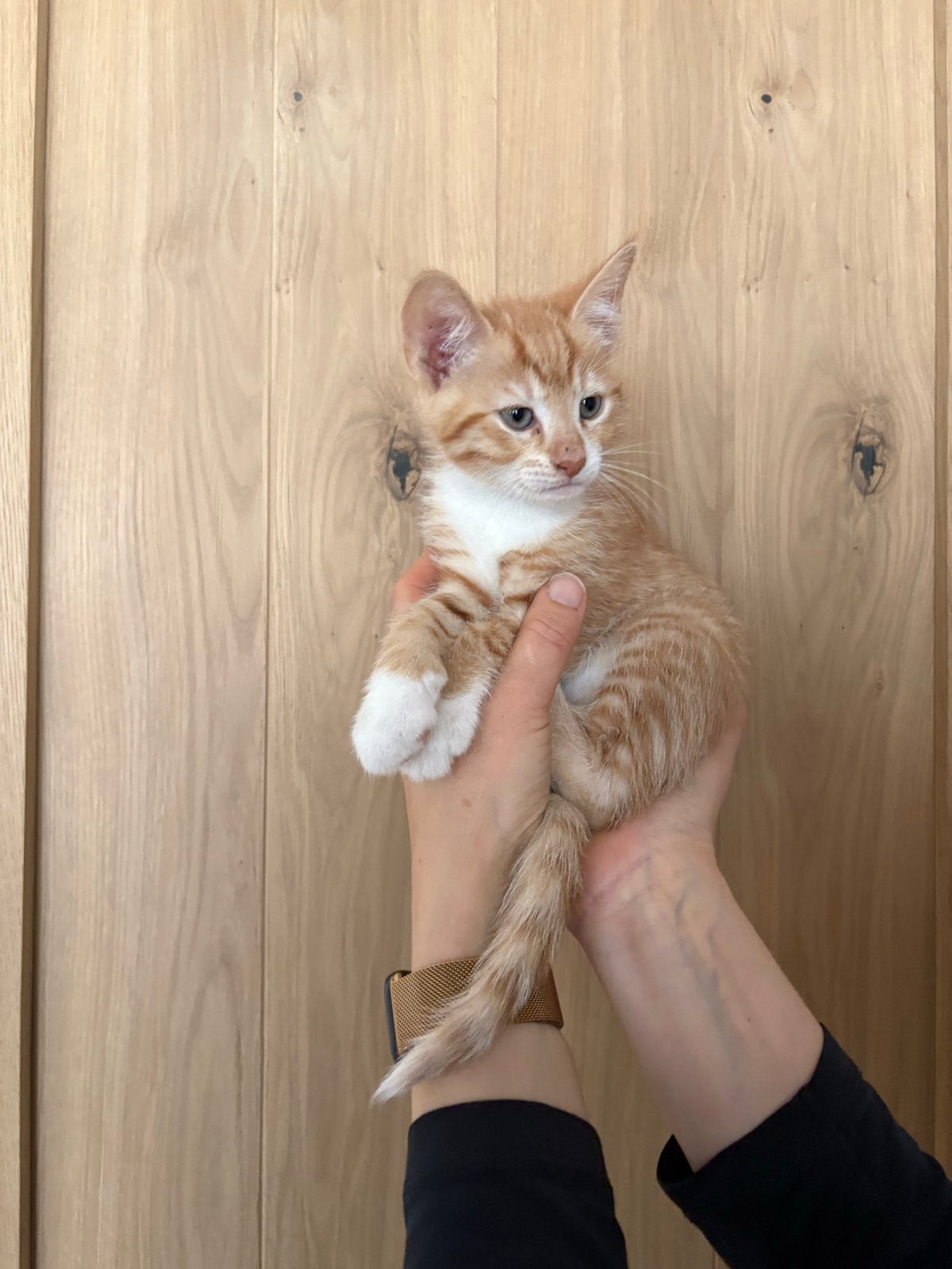 Drie lieve kittens, Dieren en Toebehoren
