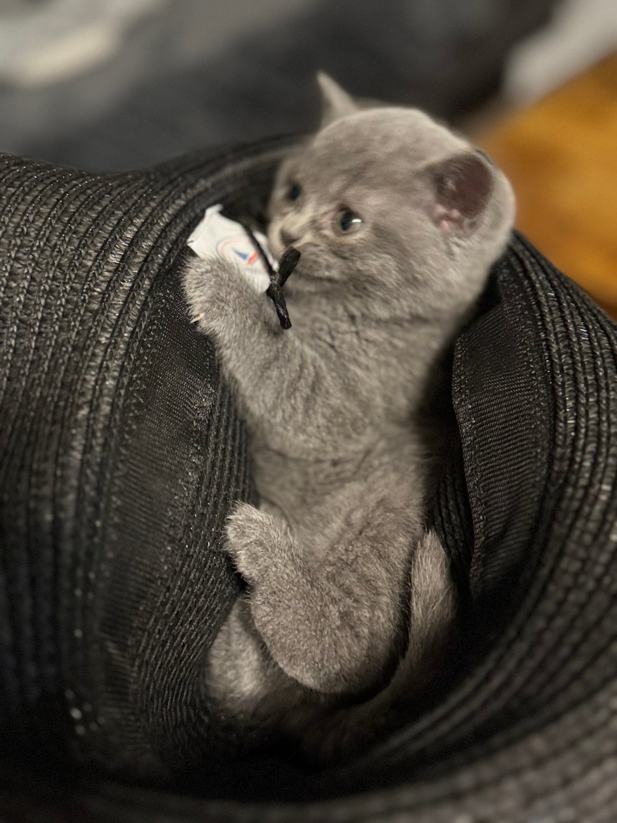 Kitten, Dieren en Toebehoren, Poes