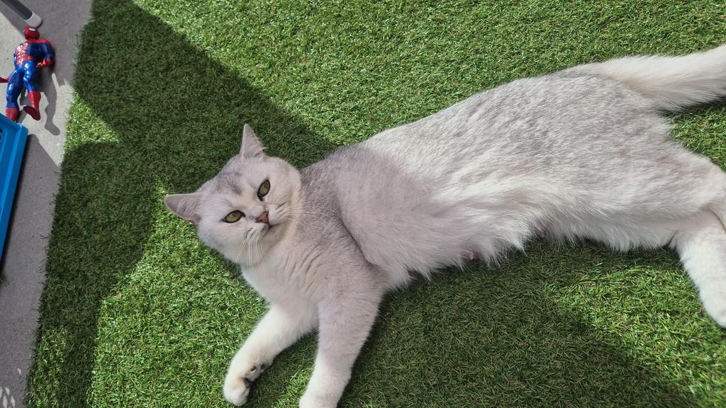 Britse Korthaar poes beschikbaar, Poes