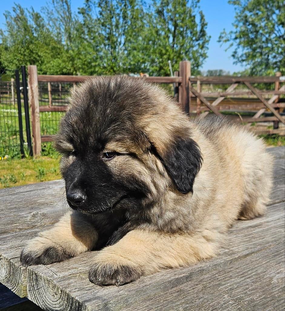 Kaukasische Owcharka / herder mogen verhuizen!!, Parvo, Nederland, Overige rassen, 8 tot 15 weken