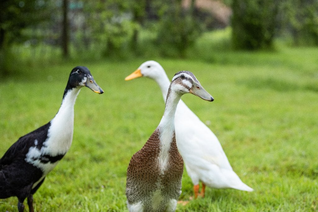 Groep Indische loopeenden | Ideaal voor de moestuin, Mannelijk, Eend