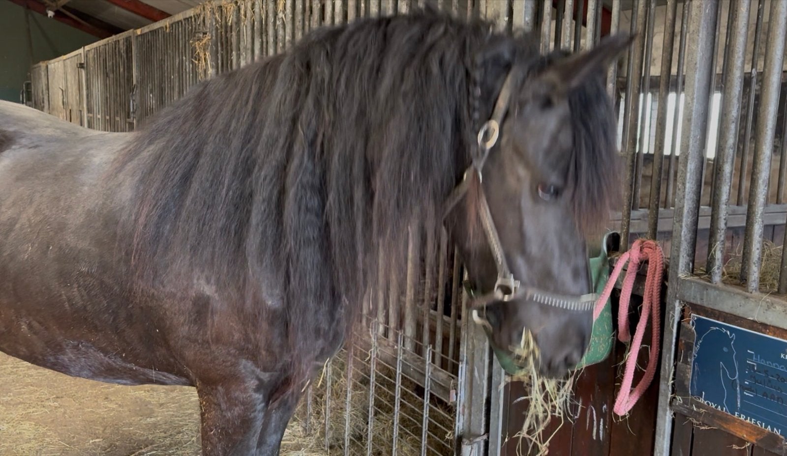 5 jarige stamboek merrie V. Markus 491, Dieren en Toebehoren, Paarden, Merrie, 160 tot 165 cm, Dressuurpaard, 3 tot 6 jaar