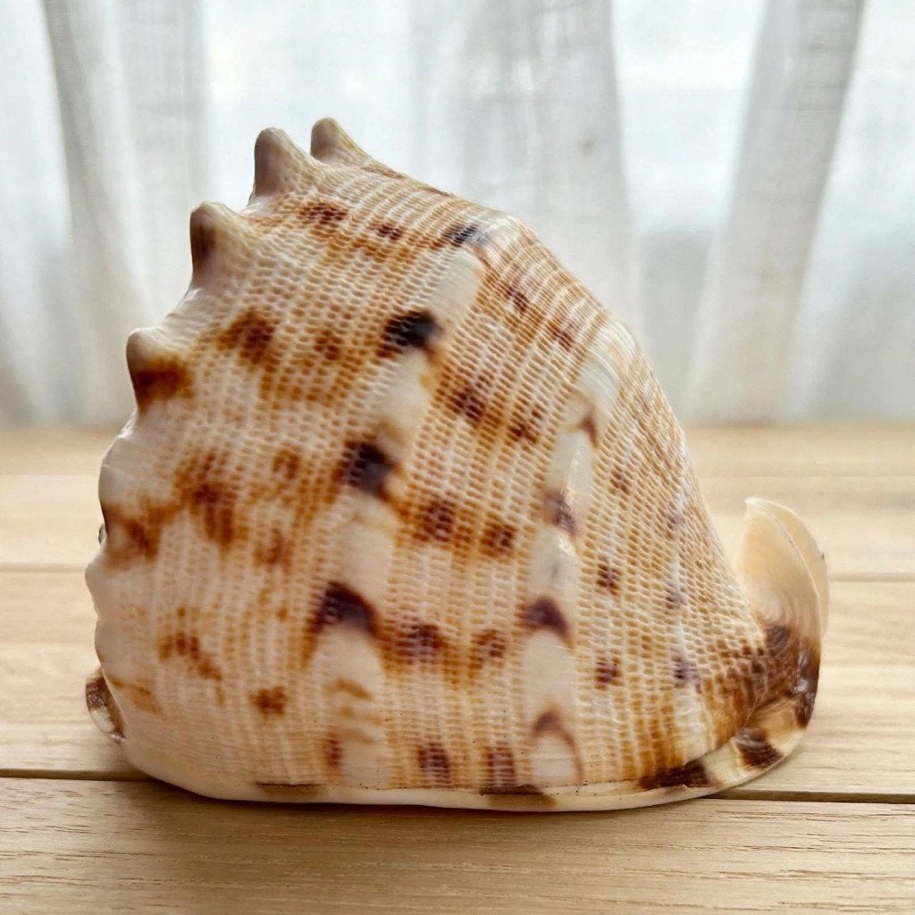 Prachtige Cassis Cornuta Schelp - Gehoornde Helmslak, Verzamelen, Ophalen of Verzenden, Schelp(en)