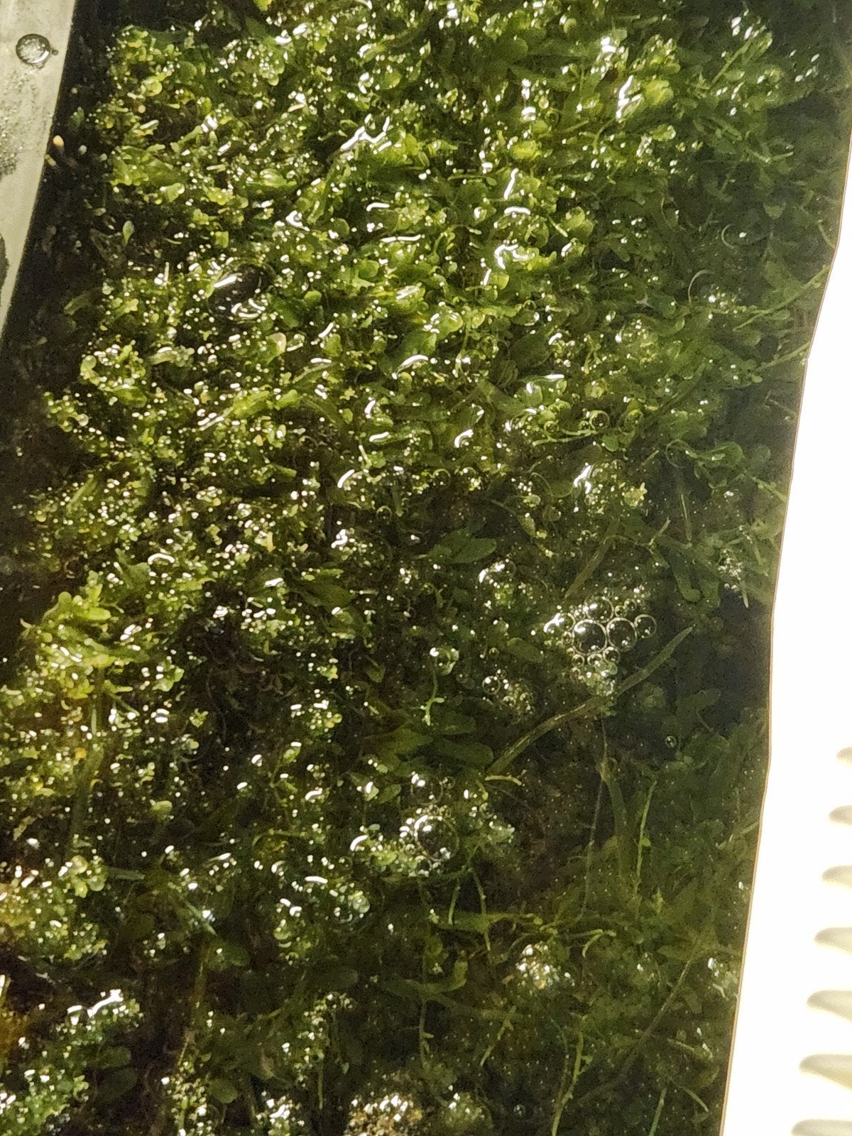 Caulerpa zeewater wier aquarium, Ophalen, Plant(en), Steen of Hout