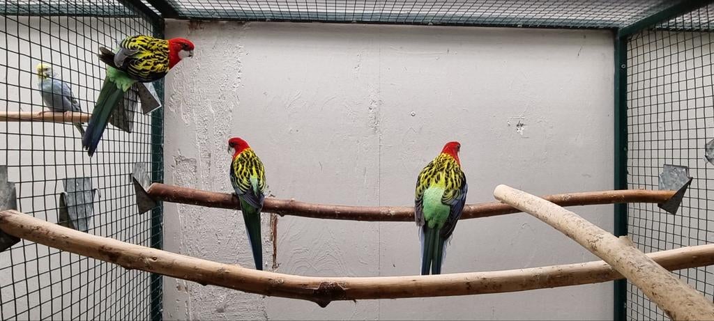 Pracht Rosella man, Dieren en Toebehoren, Mannelijk, Parkiet