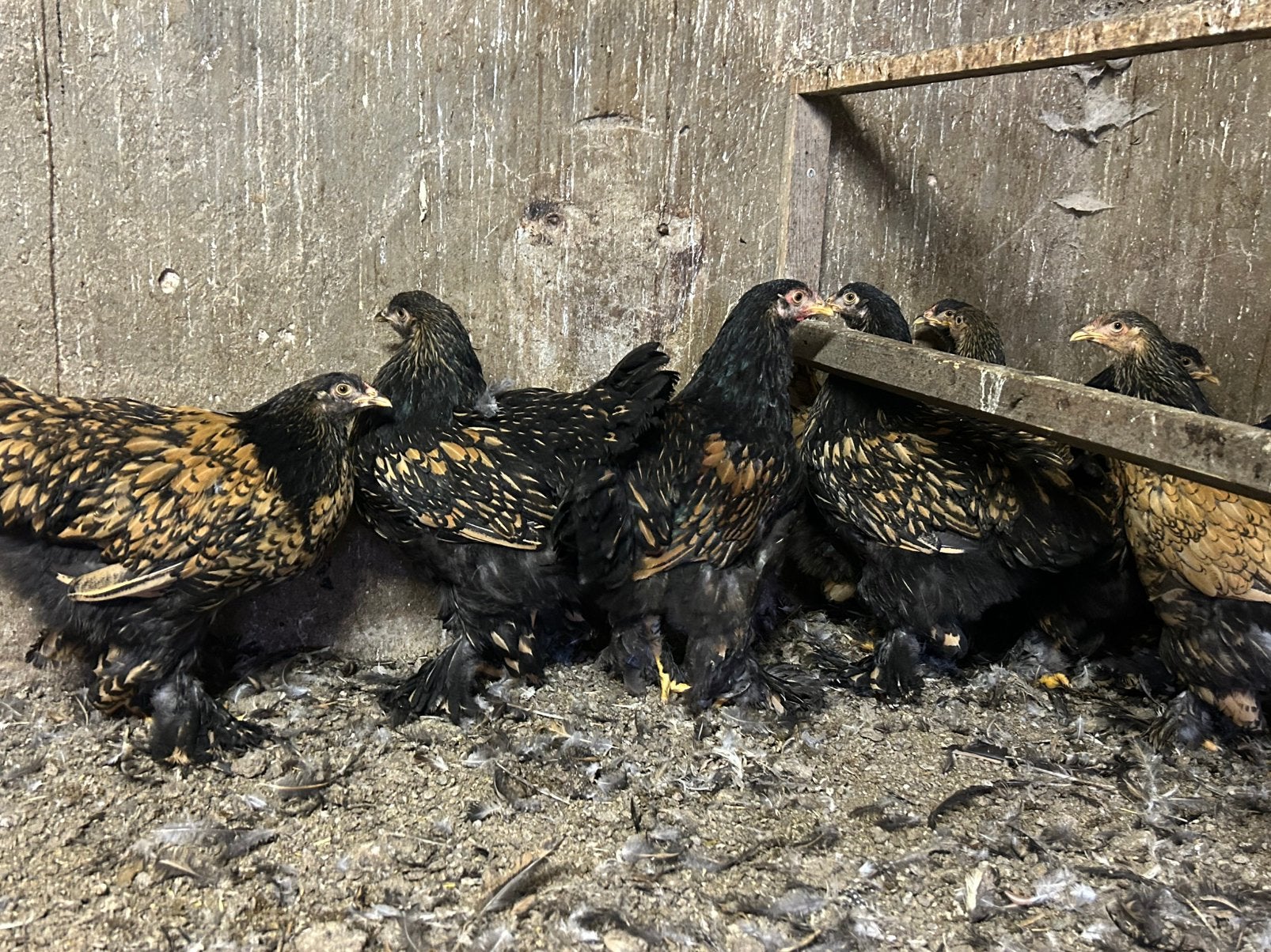 Brahma’s 13 kippen en een haan, Meerdere dieren, Kip