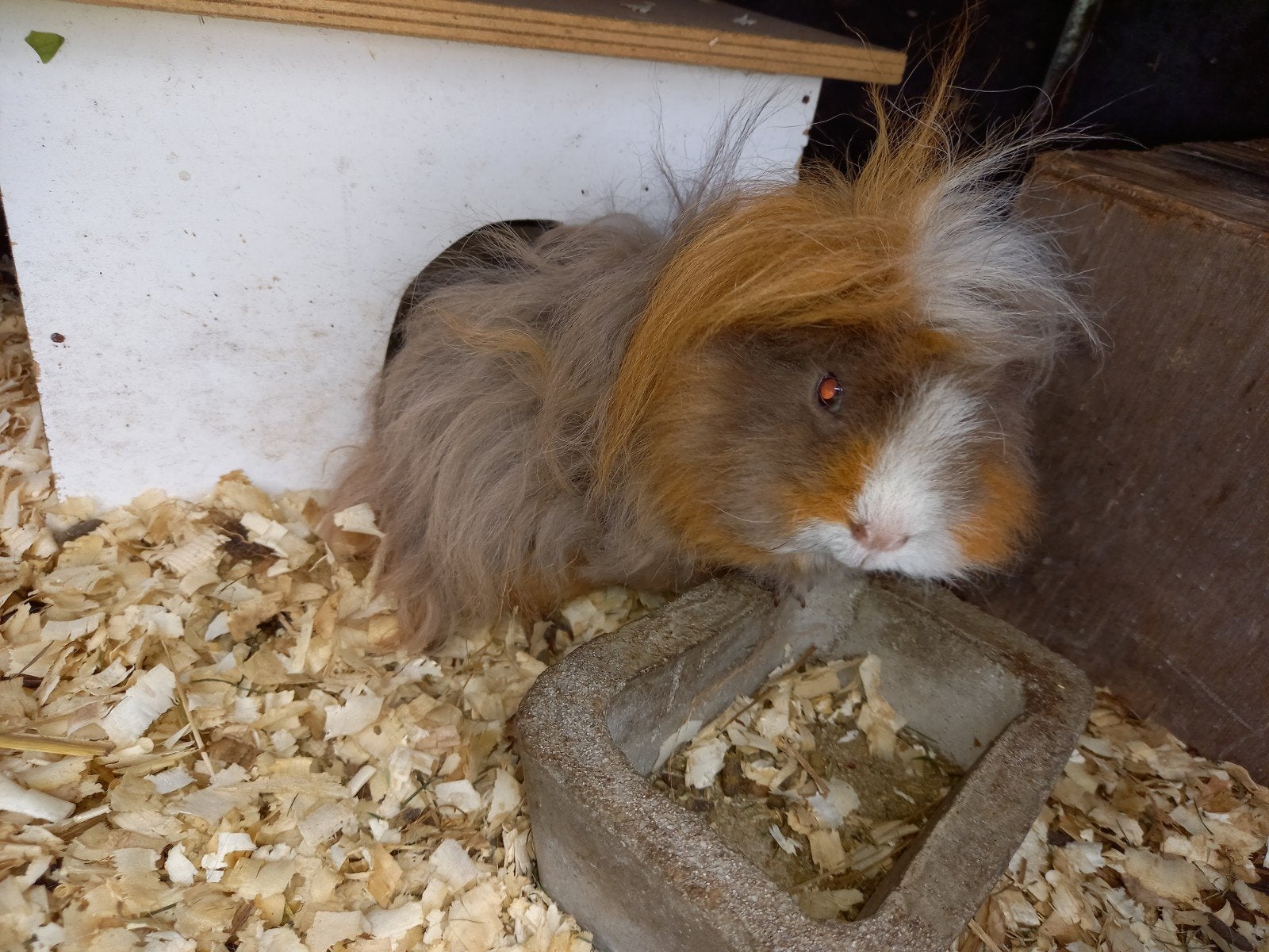 Lunkarya zeugje, Dieren en Toebehoren, Knaagdieren, Mei, Vrouwelijk, Cavia
