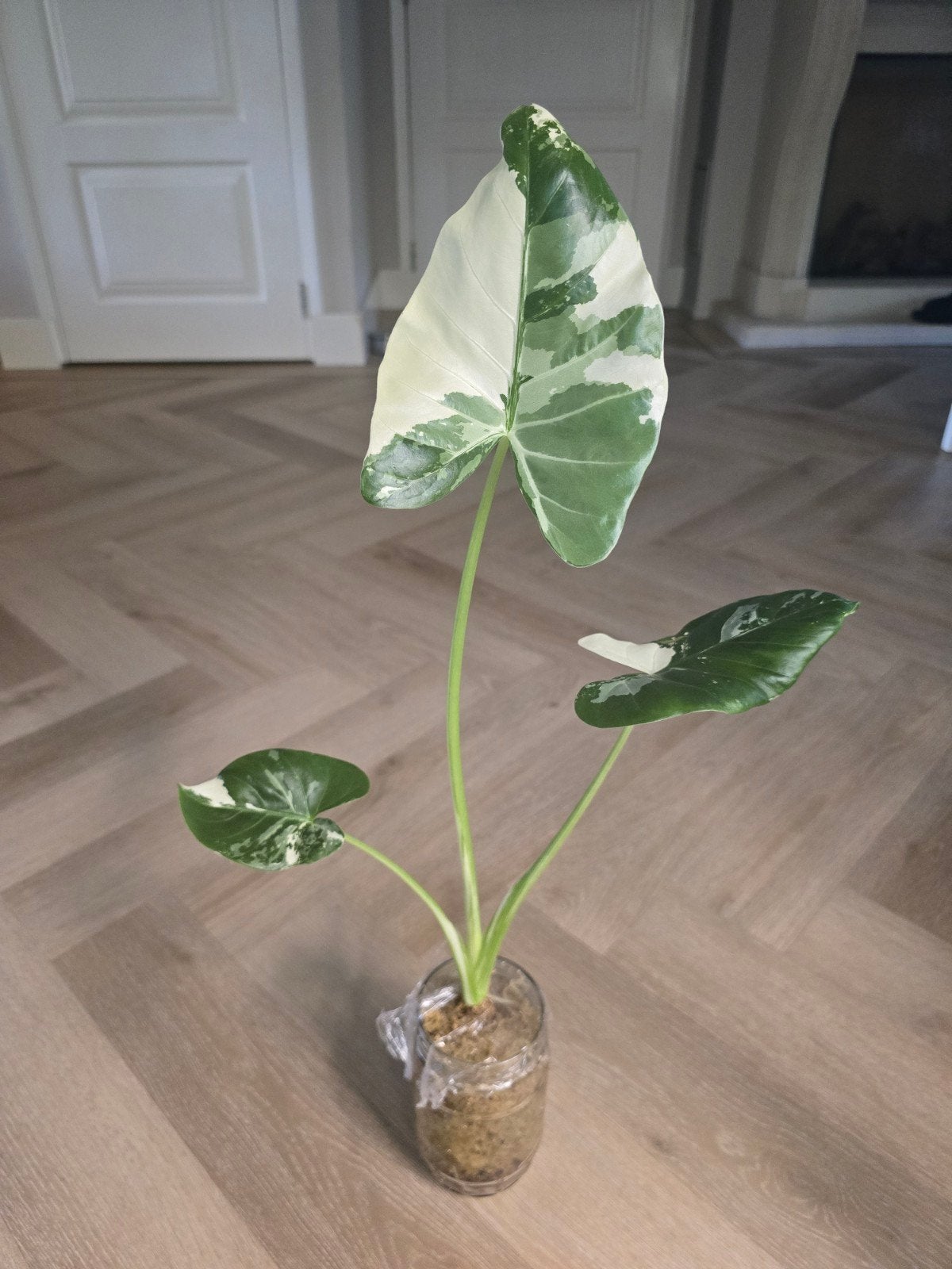 Alocasia Macrorrhiza Variegata, Ophalen, Halfschaduw, Minder dan 100 cm