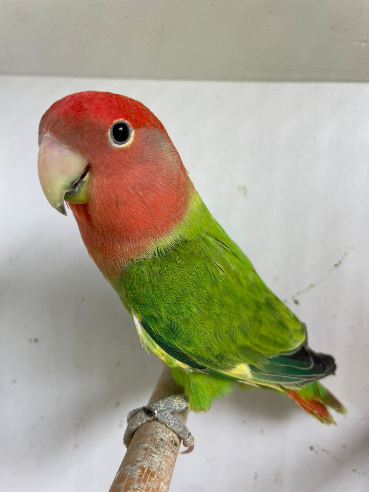 Agapornis roseicollie man groen opaline bont/ ino, Mannelijk, Dwergpapegaai of Agapornis, Geringd