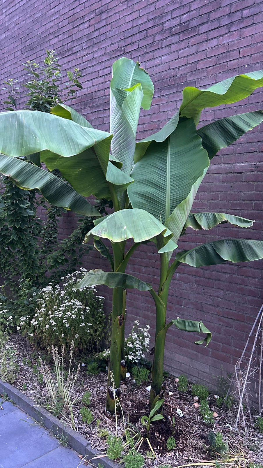 Bananenboom -+ 2,5 meter, Tuin en Terras, Ophalen of Verzenden, Volle zon