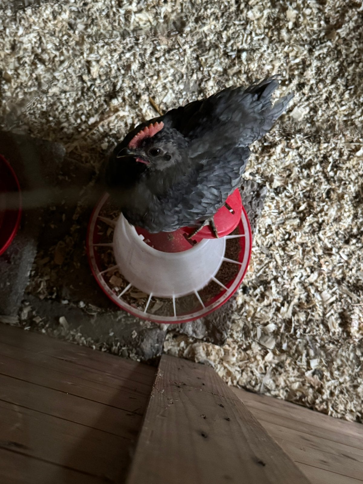 Kleurleggers, Dieren en Toebehoren, Pluimvee, Meerdere dieren, Kip