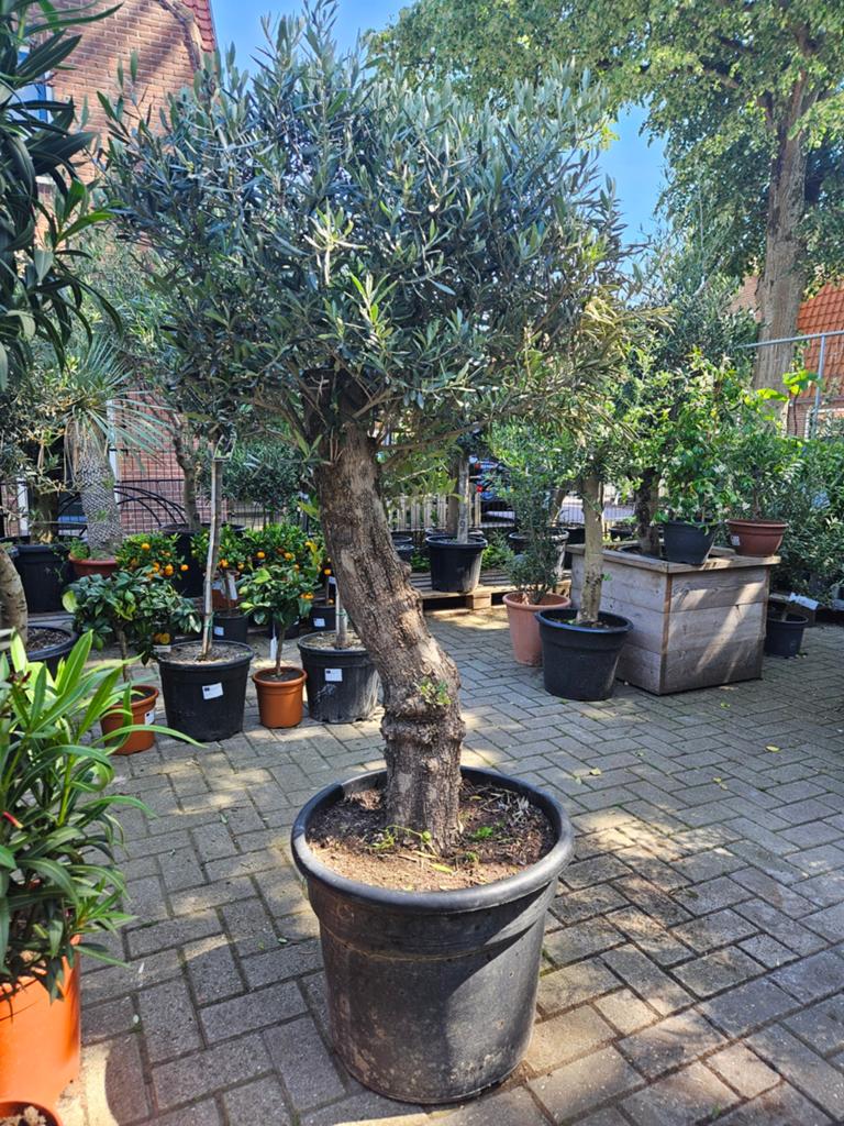 Grote Olijfbomen dikke oude stam: 249 euro, Tuin en Terras, Planten | Bomen, Olijfboom, 100 tot 250 cm, Volle zon, Zomer, Ophalen of Verzenden