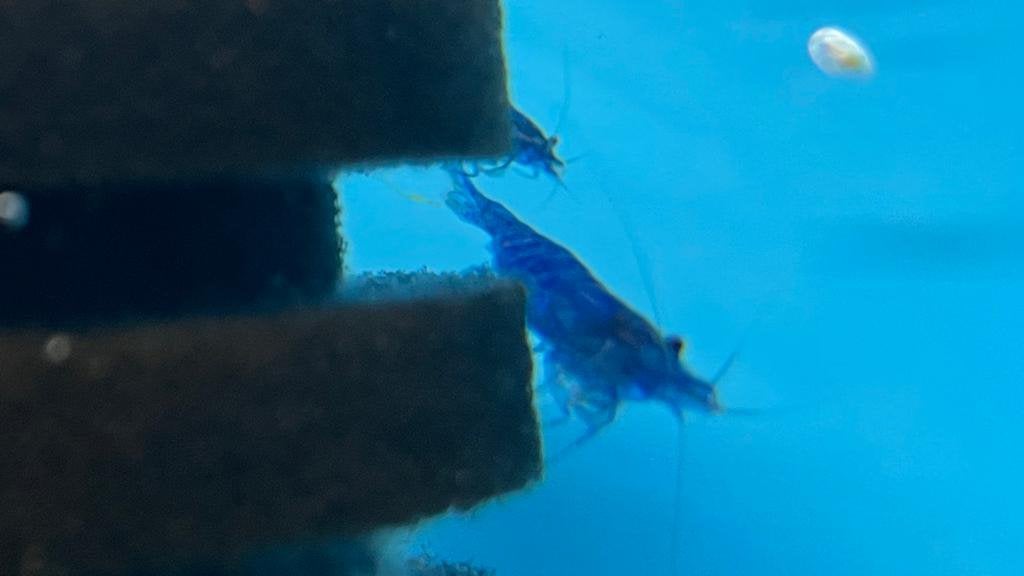 Jonge blauwe neocaridina, Kreeft, Krab of Garnaal