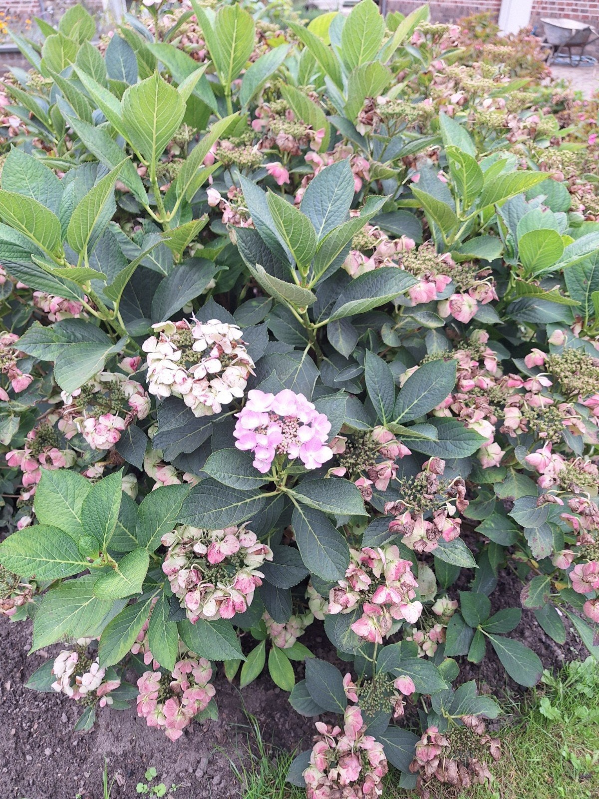Gratis Hortensia zelf uitgraven, Tuin en Terras, Vaste plant, Halfschaduw, Zomer, Ophalen