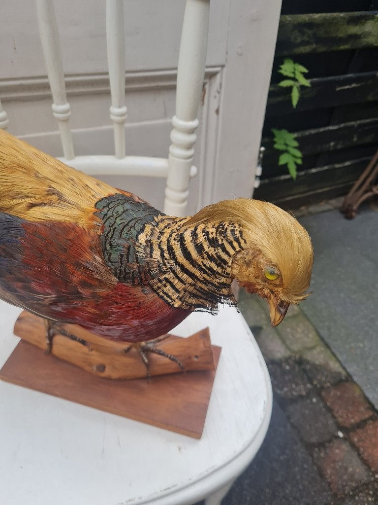 Opgezette goudfazant in zeer goede staat, Ophalen of Verzenden, Zo goed als nieuw, Vogel, Opgezet dier