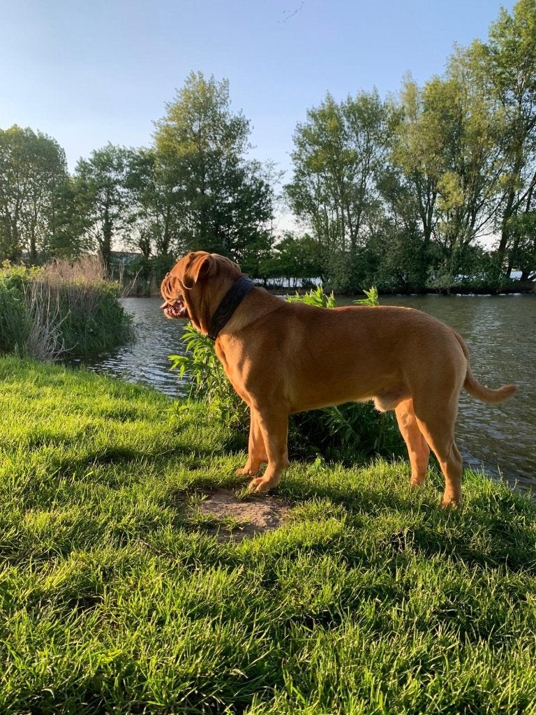 Bordeauxdog Reu, Rabiës (hondsdolheid), Eén hond, 3 tot 5 jaar, Nederland