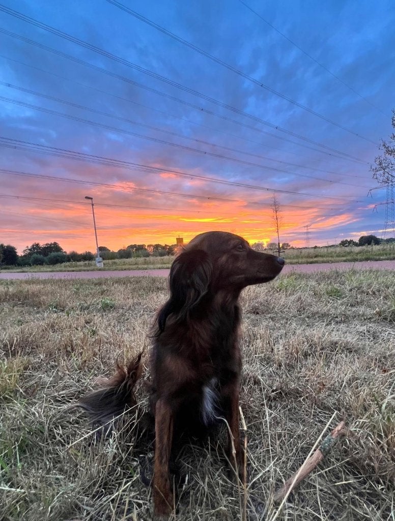 Lieve hond, kruising tussen Kooiker en Markiesje, Teef, Parvo, Eén hond, Nederland