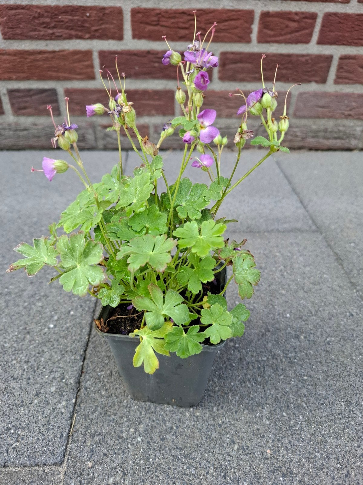 Geranium Cantabrigiense 'Cambridge' - Ooievaarsbek P9 pot, Ophalen, Bodembedekkers, Volle zon, Vaste plant