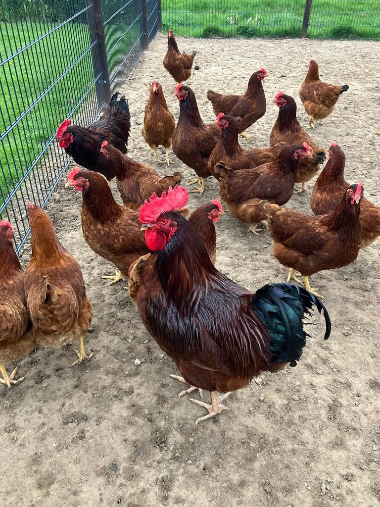 Rhode Island Red Broedeieren, Dieren en Toebehoren, Pluimvee, Geslacht onbekend, Kip
