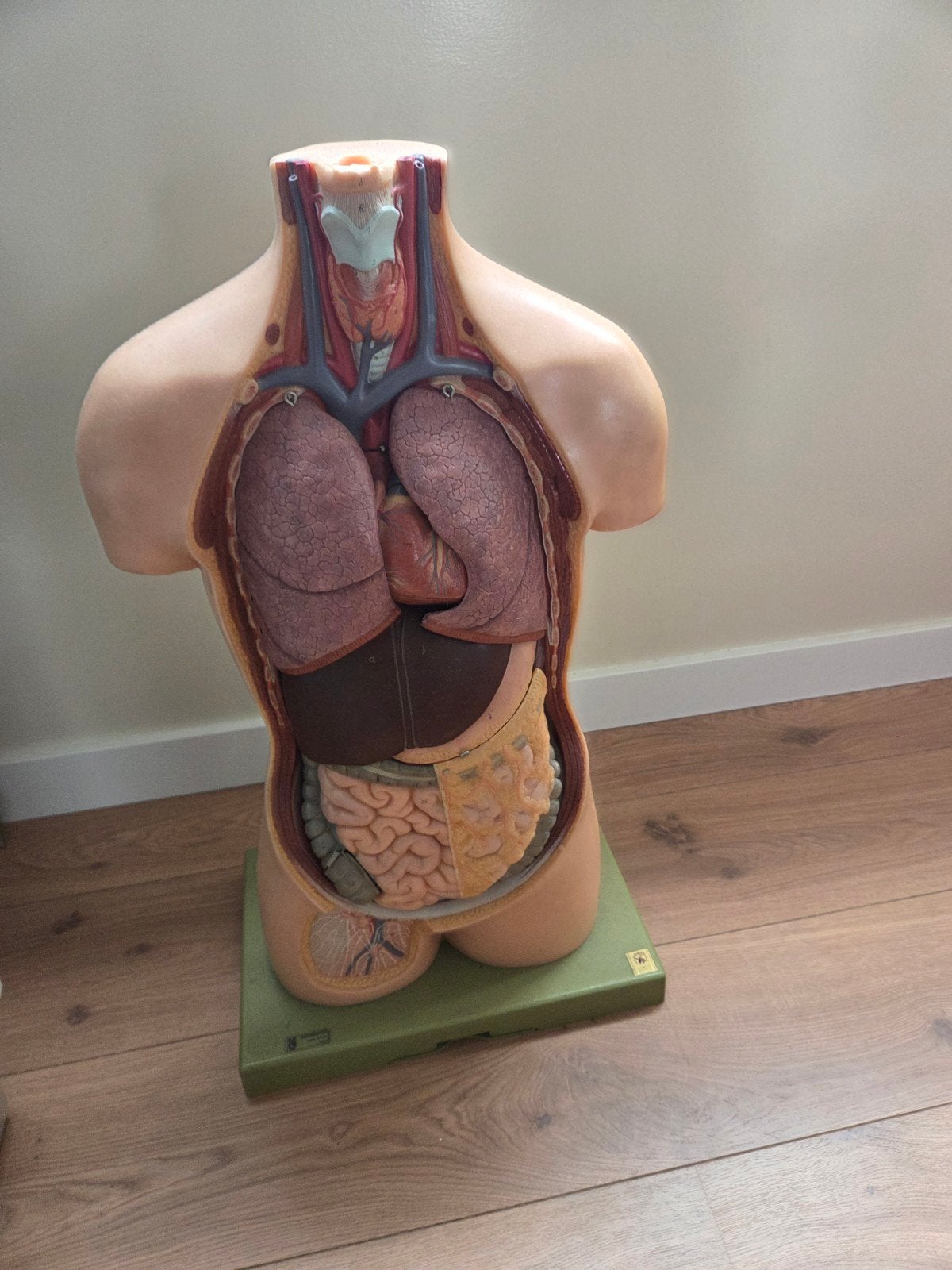 Somso anatomie torso, Ophalen of Verzenden