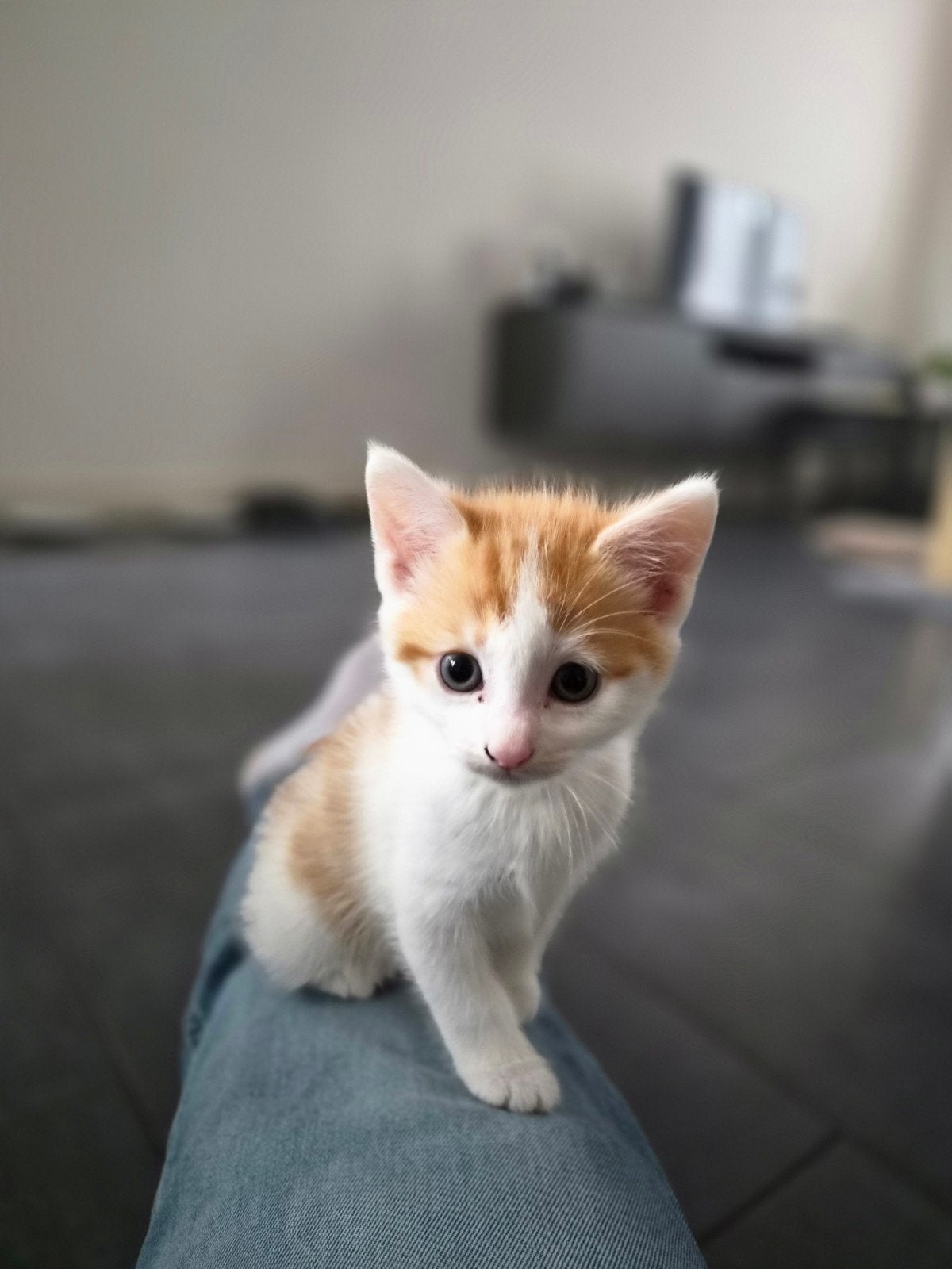 2 Kittens lapjes x ragdoll, Dieren en Toebehoren, Katten en Kittens | Overige Katten, Meerdere dieren, 0 tot 2 jaar