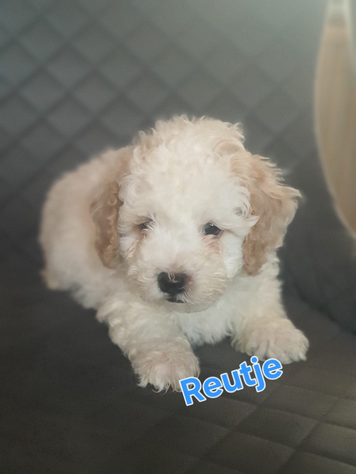 Maltipoo F1b puppy's Toypoedel x maltipoo, Overige rassen, 8 tot 15 weken, Parvo, Meerdere