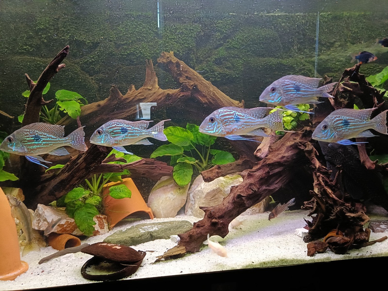 6x geophagus sveni, Vis