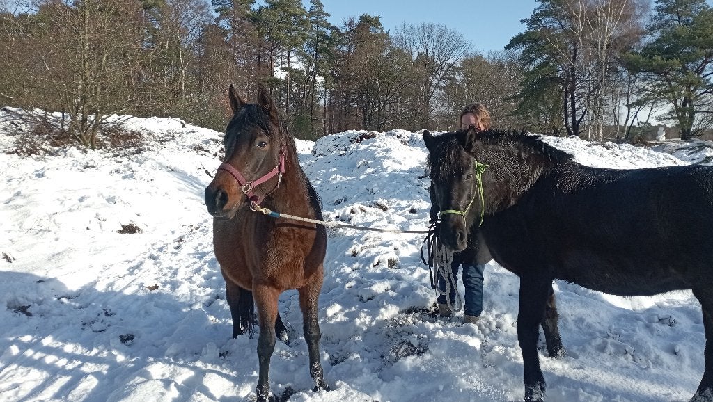 Bijrijdpaardje en uitmestklus aangeboden, Dieren en Toebehoren, Ophalen of Verzenden, Nieuw, Recreatie