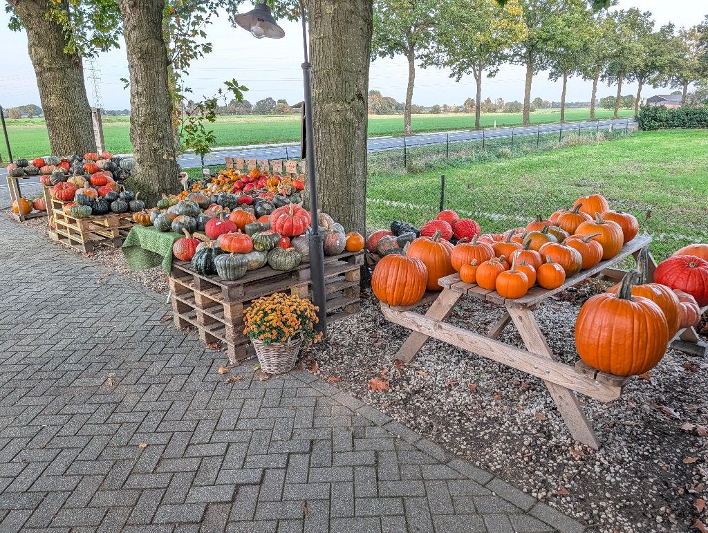 Pompoenen en kalebassen, Ophalen, Nieuw
