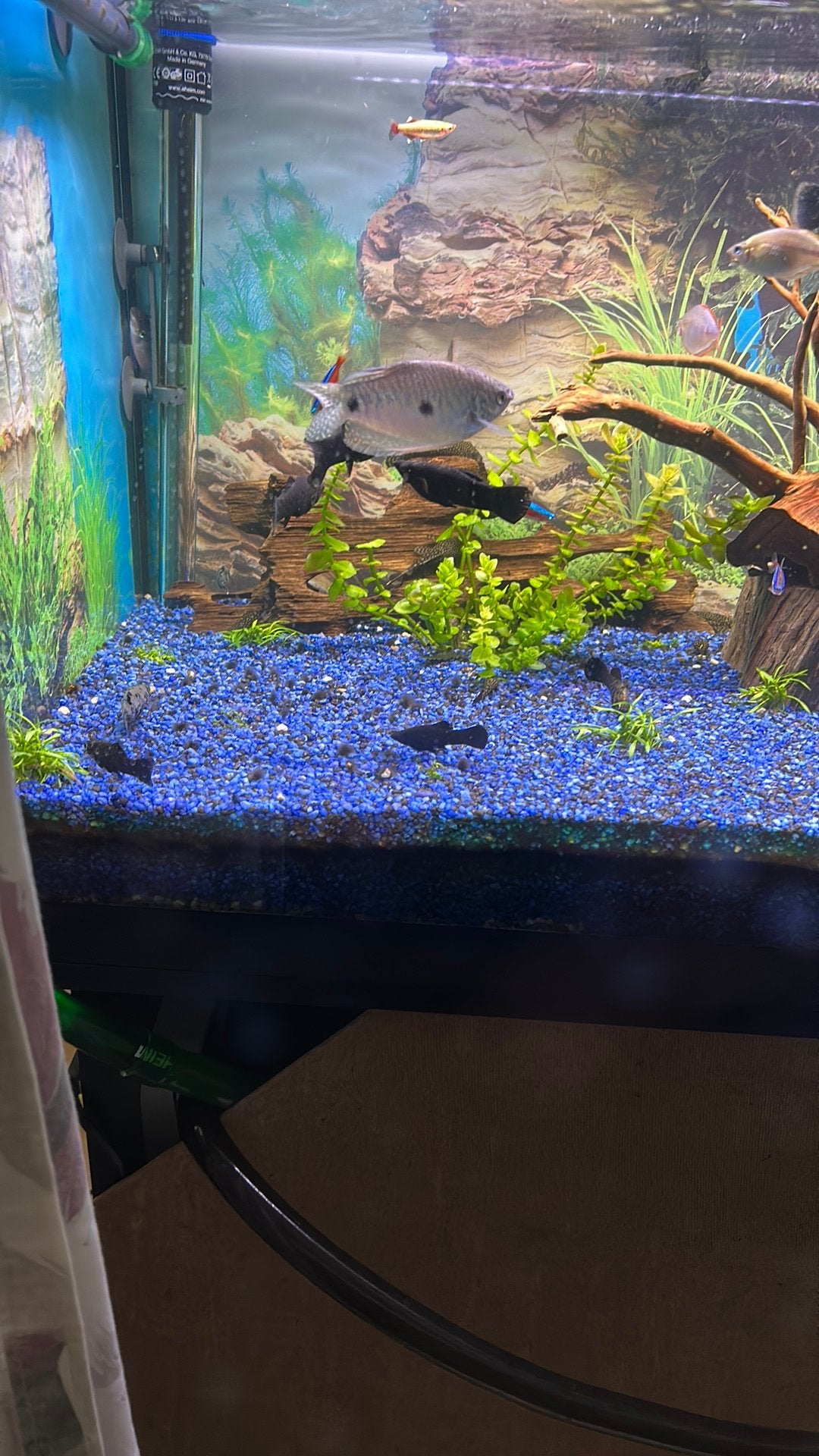 Black Molly, Vis, Zoetwatervis